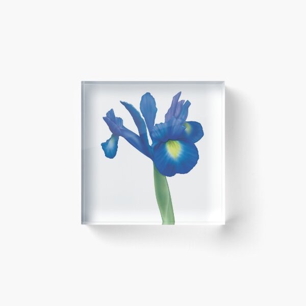 Blue Iris Airbrush watercolour print Acrylic Block