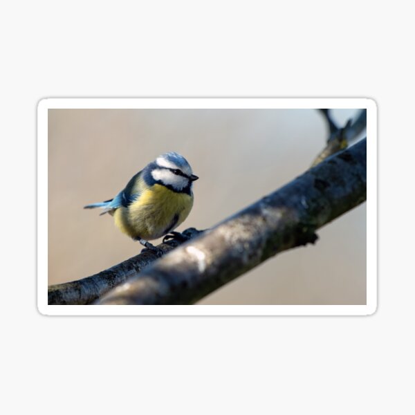Artikel-Vorschau von Blaumeise (Cyanistes caeruleus), designt und verkauft von Chris Monks.