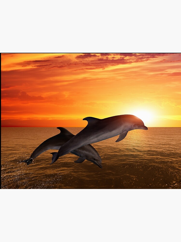 Dolphin Posterdolphin Wall Artdolphin Art Ocean Sea Blue Fish