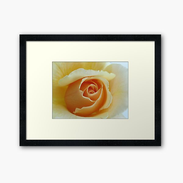 Item preview, Peach Garden Rose designed and sold by elikamahony.