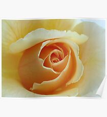 Peach Garden Rose Poster