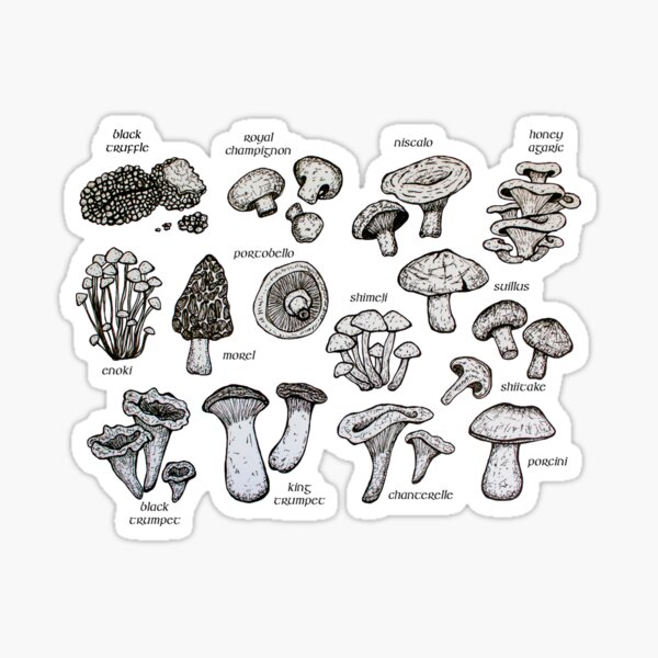 Culinary Mushrooms Table (with names) Sticker