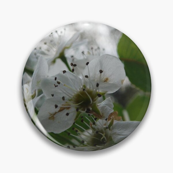 Item preview, Pear Tree in Bloom designed and sold by Keystone-photos.
