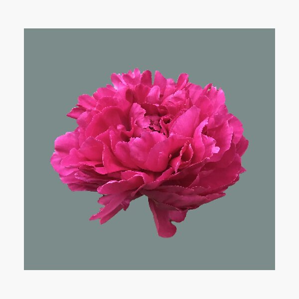 Item preview, Large Hot Pink Peony  designed and sold by InalterataArt.