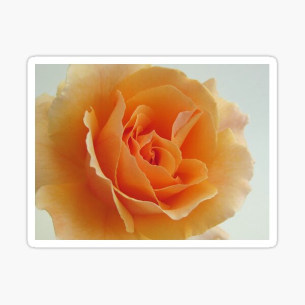 Item preview, Peach Rose designed and sold by elikamahony.