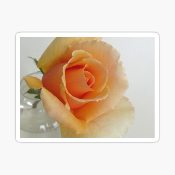Item preview, Peach Rose from our garden designed and sold by elikamahony.