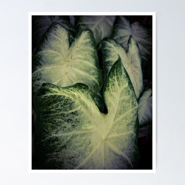 Item preview, Foliage designed and sold by MBNerd2003.