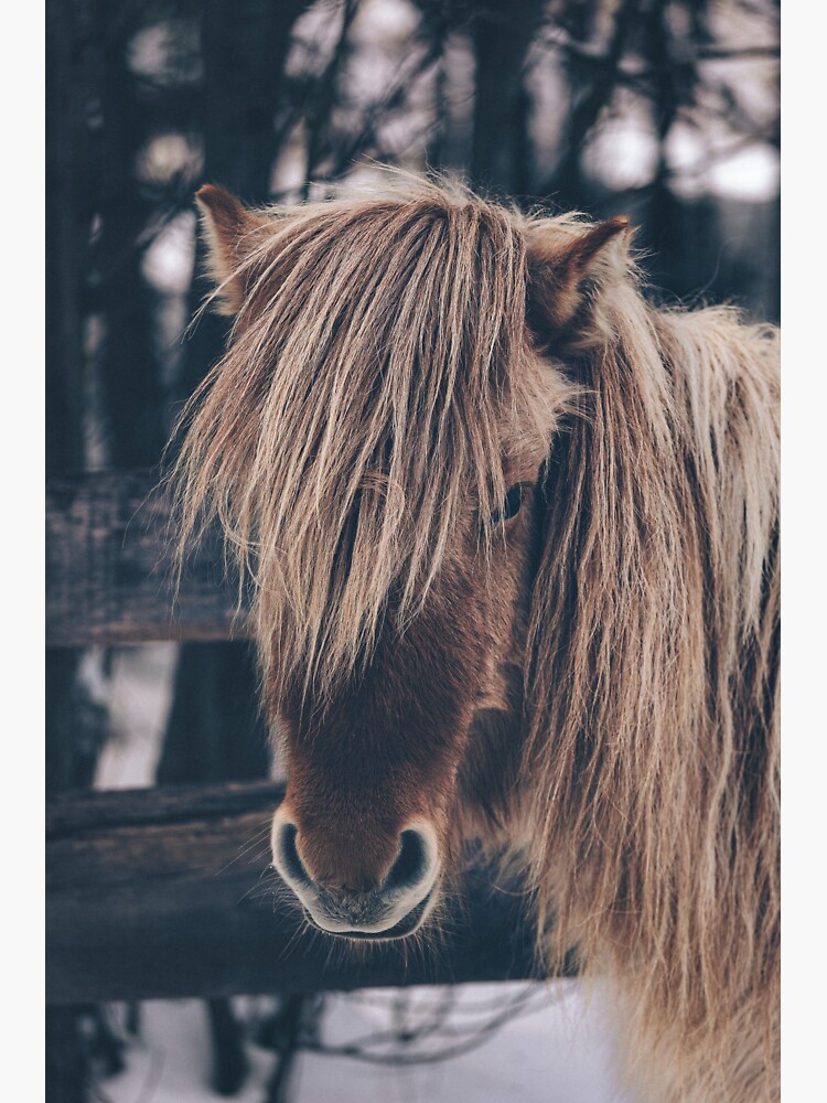 Thumbnail 3 of 3, Sticker, Horse designed and sold by Semapemodiba.