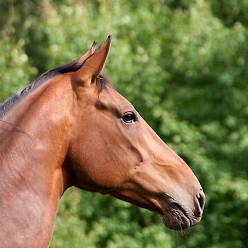 Artwork thumbnail, Brown horse by Zachlogic
