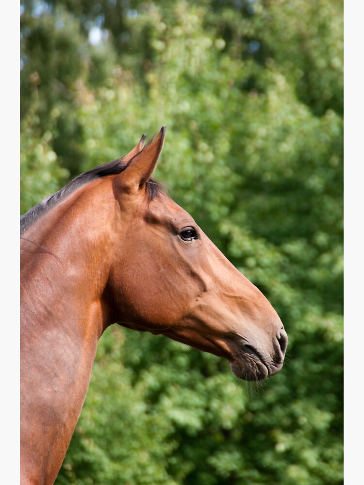 Thumbnail 3 of 3, Sticker, Brown horse designed and sold by Semapemodiba.