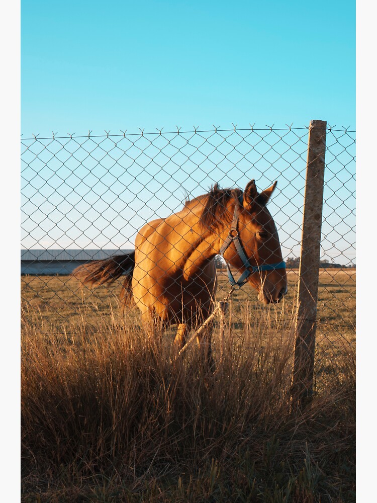 Thumbnail 3 of 3, Sticker, Adorable horse designed and sold by Semapemodiba.