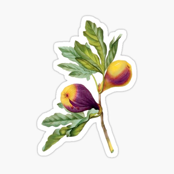 Vintage Botanical Print, Fig by Redoute Sticker