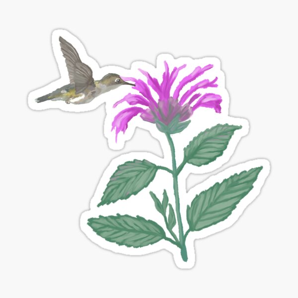 Bee Balm and Hummingbird Sticker