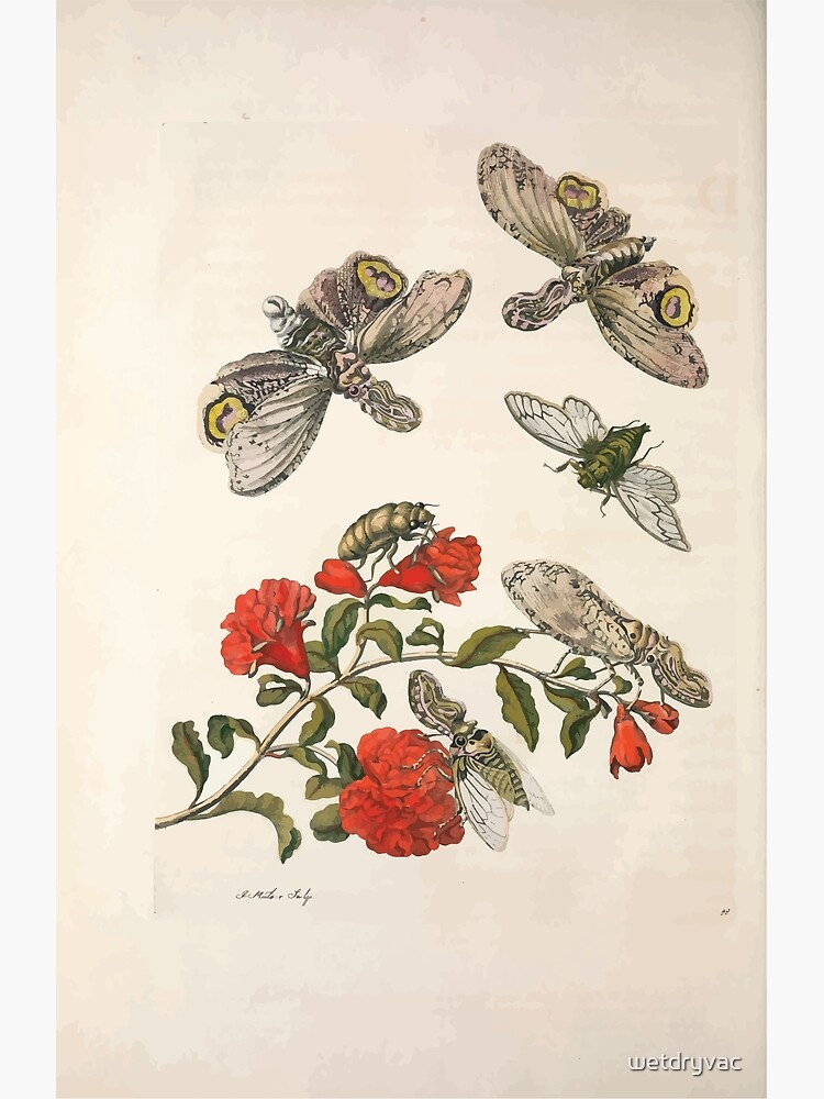 Metamorphosis insectorum surinamensium Maria Sibylla Merian 1705 0156 ...