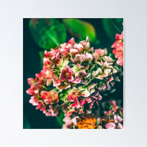 Item preview,  Hydrangea poster designed and sold by JD369.