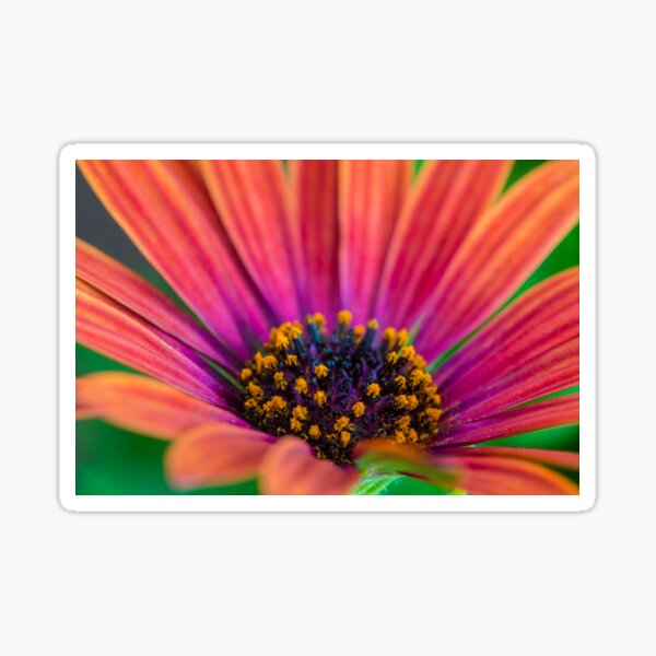 Artikel-Vorschau von Pollen, designt und verkauft von Keith's Photo Artistry.