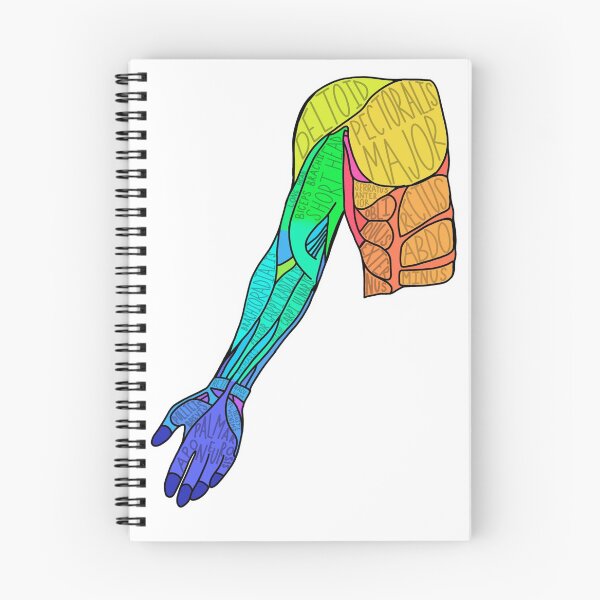 Item preview, Muscles of the arm designed and sold by MeggyShay11.