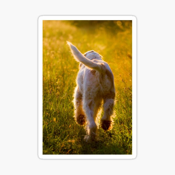 Evening stroll Spinone Sticker