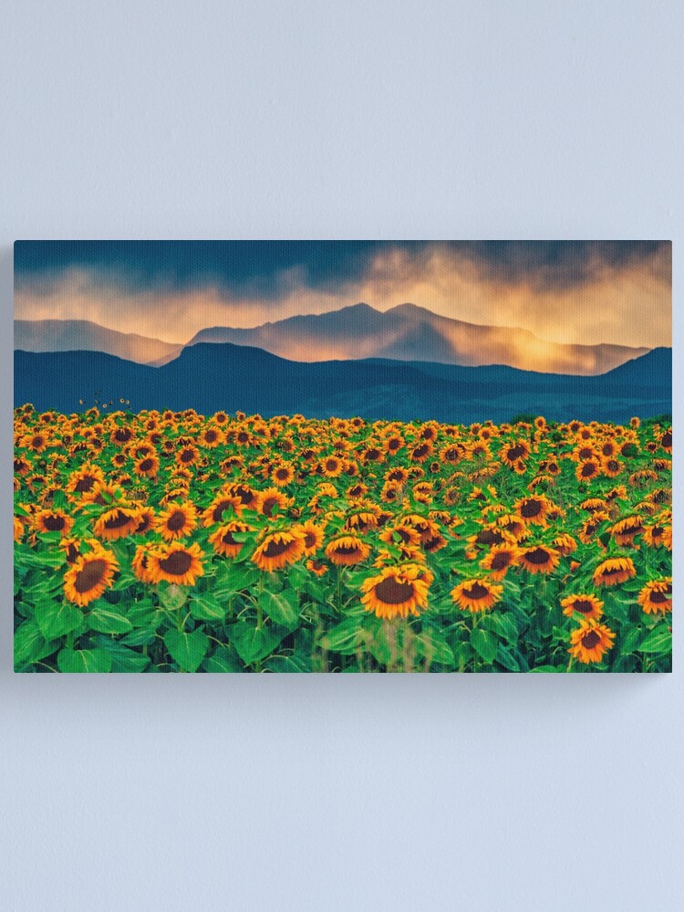 Thumbnail 1 of 3, Canvas Print, Sunflower Storm designed and sold by nikongreg.