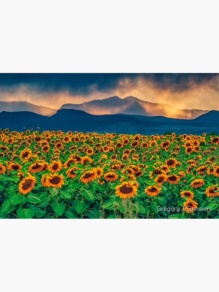 Thumbnail 3 of 3, Canvas Print, Sunflower Storm designed and sold by nikongreg.