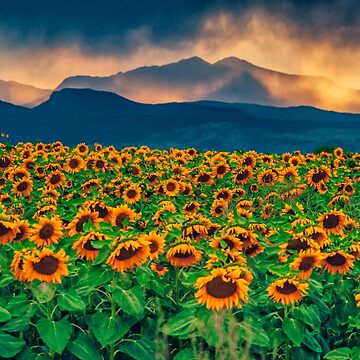 Artwork thumbnail, Sunflower Storm by Gregory J Summers