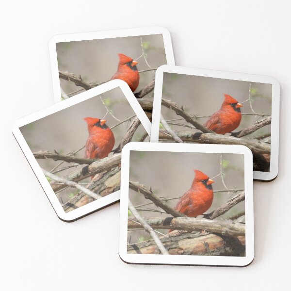 Item preview, Male Cardinal  designed and sold by slgphotography.