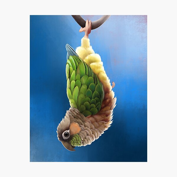 Item preview, Hanging Green Cheek Conure designed and sold by KCGillies.