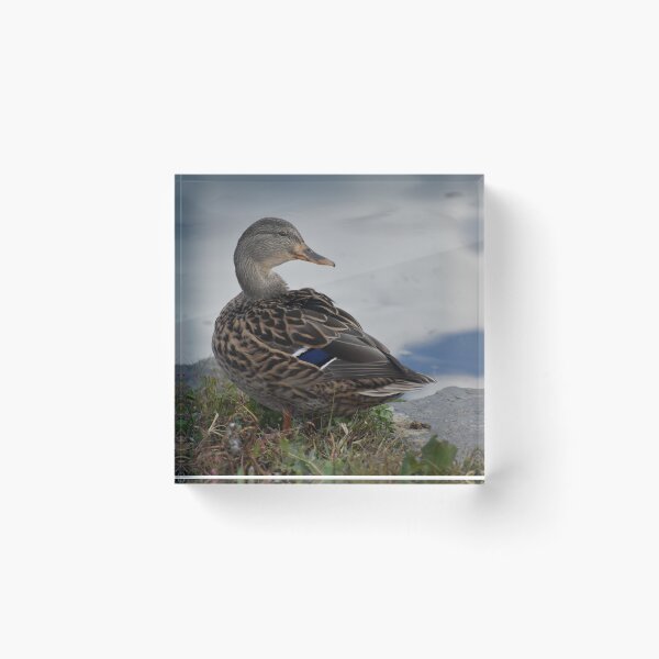 Item preview, Lady Mallard designed and sold by Becky Laine.
