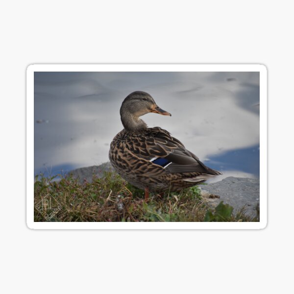 Item preview, Lady Mallard designed and sold by Becky Laine.