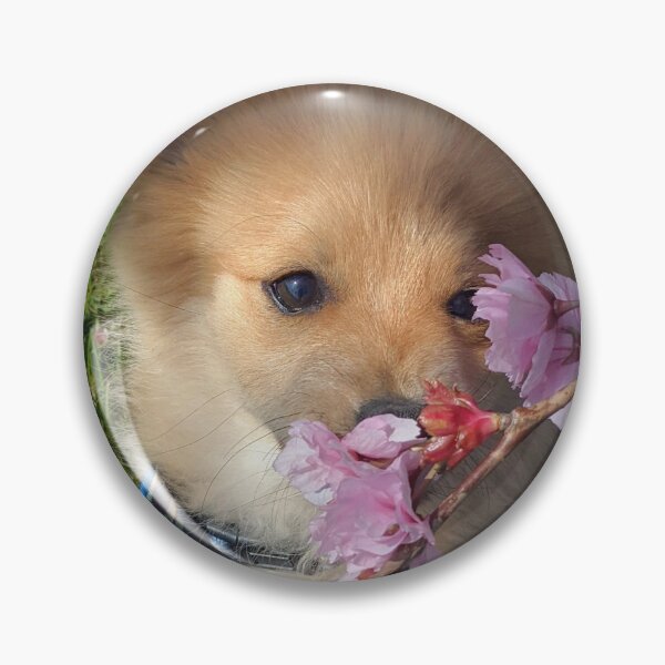 Item preview,  Pomeranian puppy Kai designed and sold by Fluffycat2020.