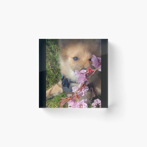 Item preview,  Pomeranian puppy Kai designed and sold by Fluffycat2020.