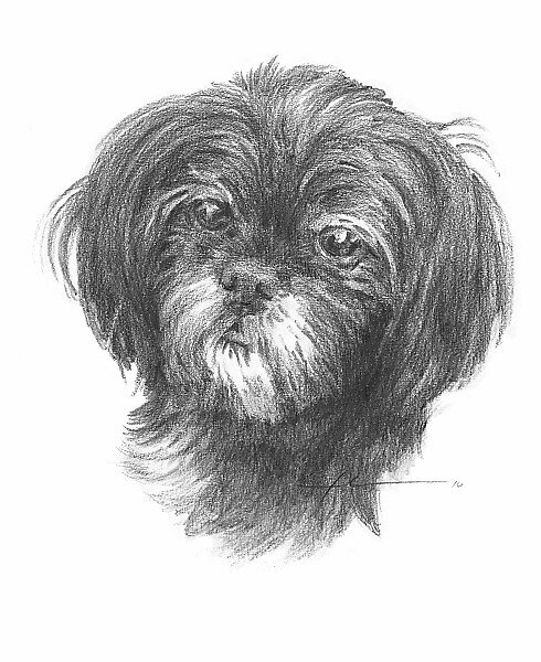 Shih Tzu Drawing - You can check out the whole drawing process on