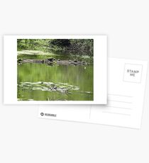 Turtles on a Log Postcards