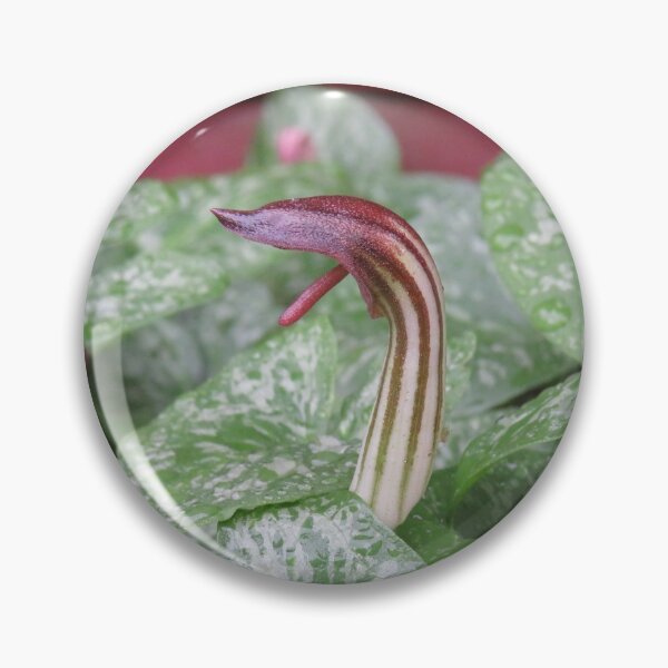 Item preview, Arisarum vulgare flower designed and sold by greentiger1.
