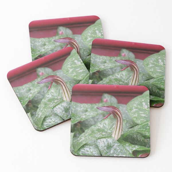 Item preview, Arisarum vulgare flower designed and sold by greentiger1.