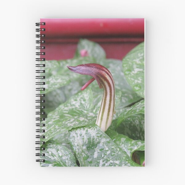 Item preview, Arisarum vulgare flower designed and sold by greentiger1.