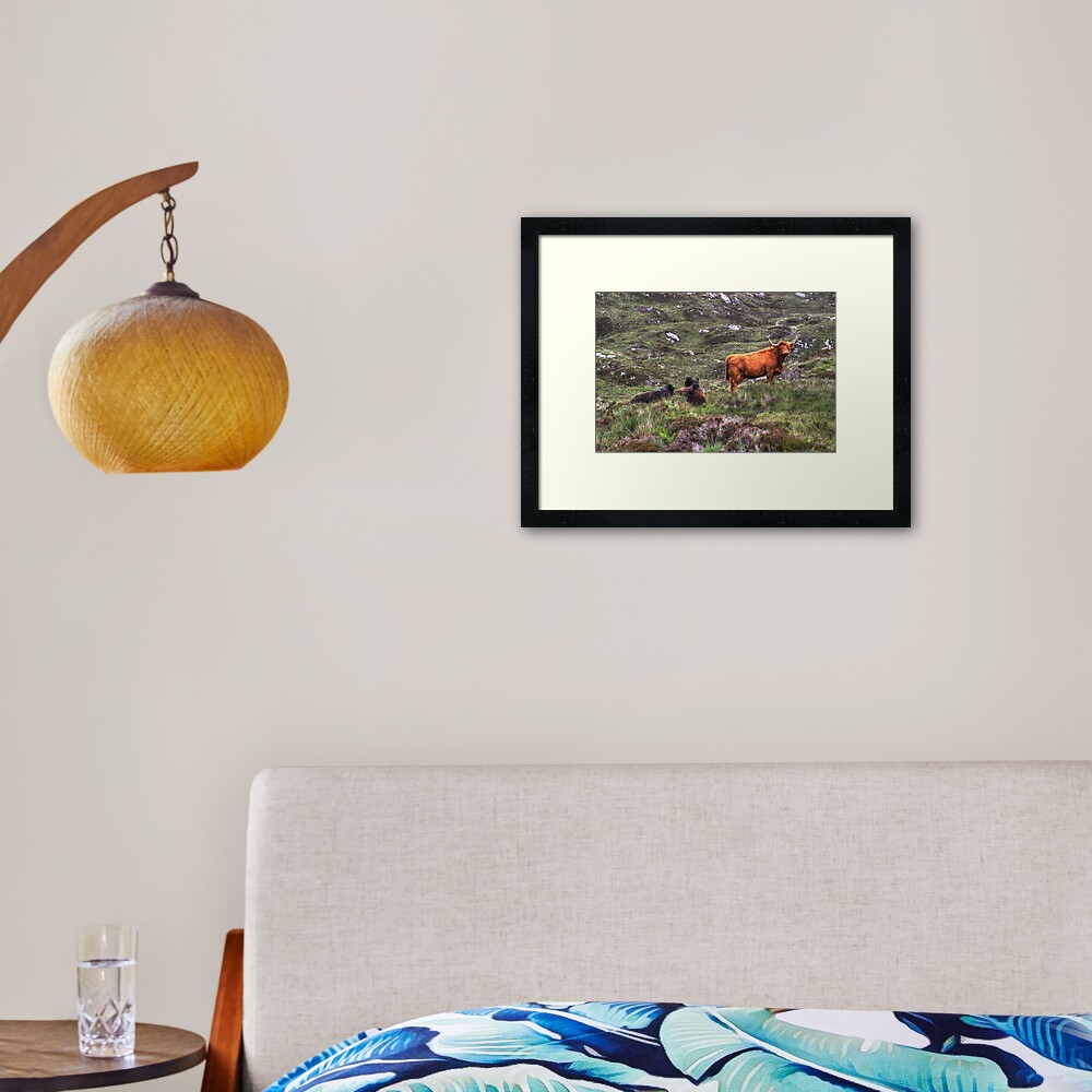 Highland Cattle Framed Art Print