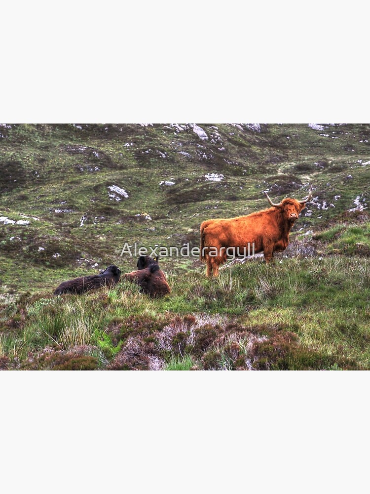 Highland Cattle by Alexanderargyll