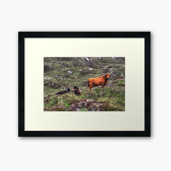 Highland Cattle Framed Art Print