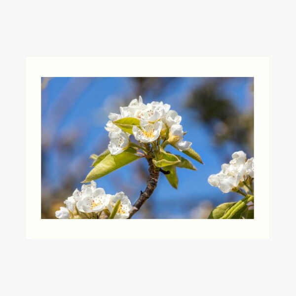 White Spring Blossom Art Print