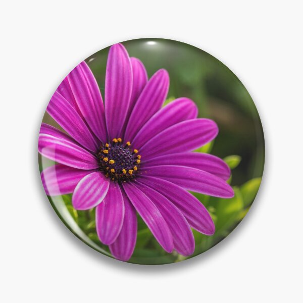 Item preview, Cape marguerite flower designed and sold by SHOPBLOB.
