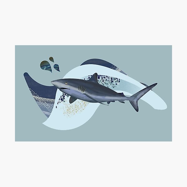 Impressions Photo Sur Le Theme Grand Requin Blanc Redbubble