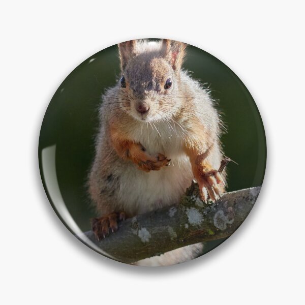 Item preview, Yeah that's me. Eurasian red squirrel designed and sold by Jouko Lehto Photography.