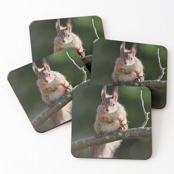 Item preview, Yeah that's me. Eurasian red squirrel designed and sold by Jouko Lehto Photography.