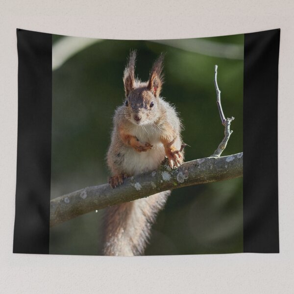 Item preview, Yeah that's me. Eurasian red squirrel designed and sold by Jouko Lehto Photography.