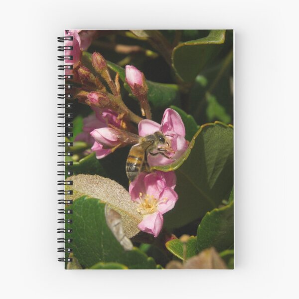Item preview, Indian hawthorn designed and sold by ptosis.