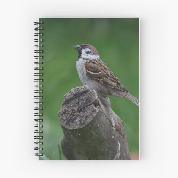 Item preview, Passer montanus designed and sold by Mythos57.
