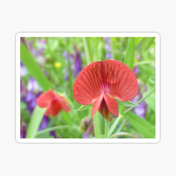 Red Sweet Pea close up Pegatina