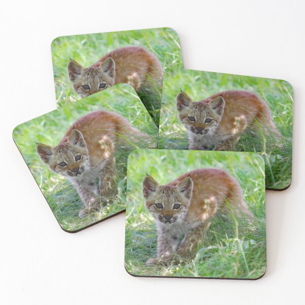 Item preview, A Beautiful Lynx Kitten designed and sold by Karen Thomson.