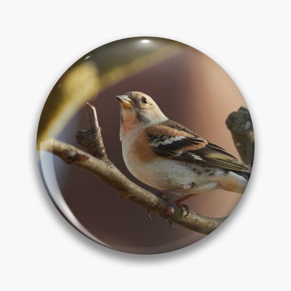 Item preview, Brambling stopped designed and sold by Jouko Lehto Photography.